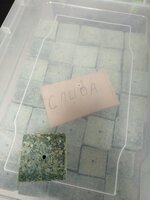 МАКУХА СЛИВОВАЯ